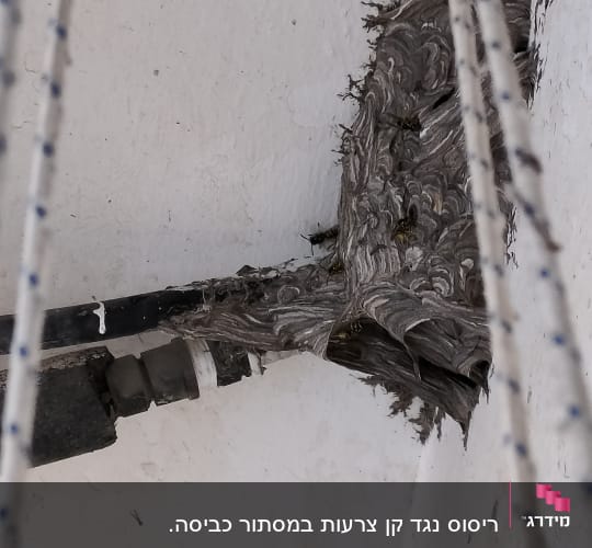 קן צרעות בפינה של תקרה לבנה